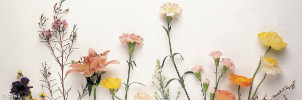 Blumen & Blüten